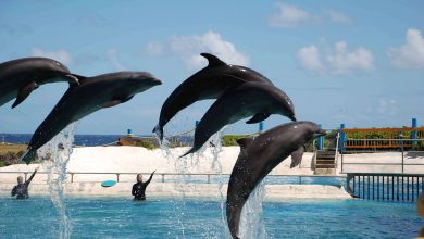 Dolphins_Sea_Life_Park_2009